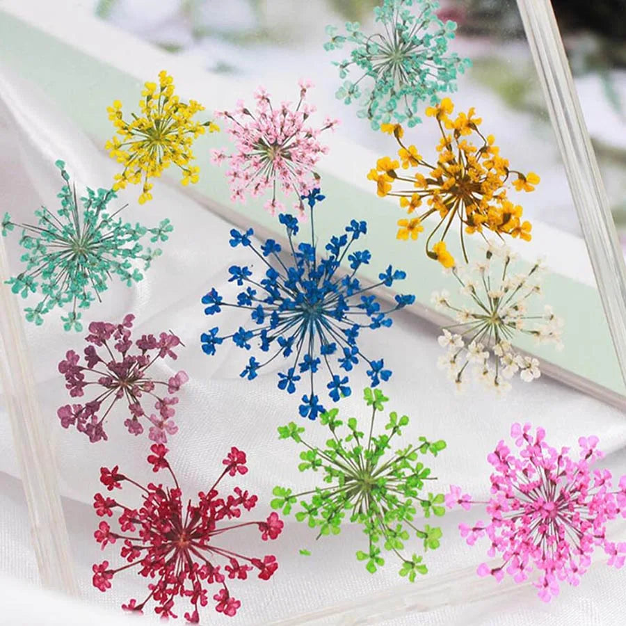 100 pcs Pressed Dried 15-20mm Ammi Majus Flowers Plant Herbarium For Jewelry Postcard Invitation Card Phone Case Bookmark DIY